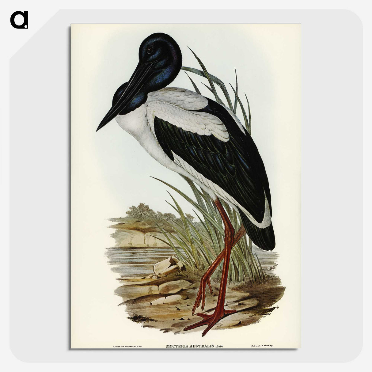 2-53_John-Gould_picture-crop