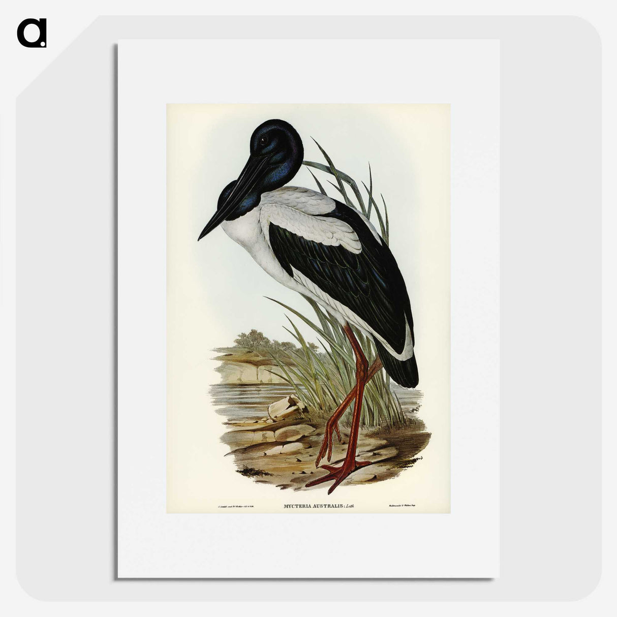 2-53_John-Gould_picture