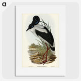 2-53_John-Gould_picture