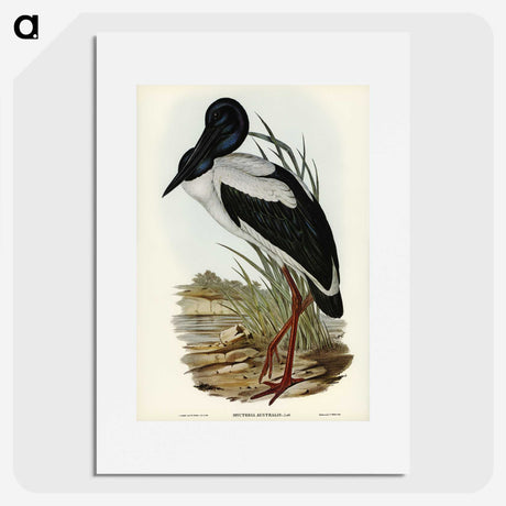 2-53_John-Gould_picture