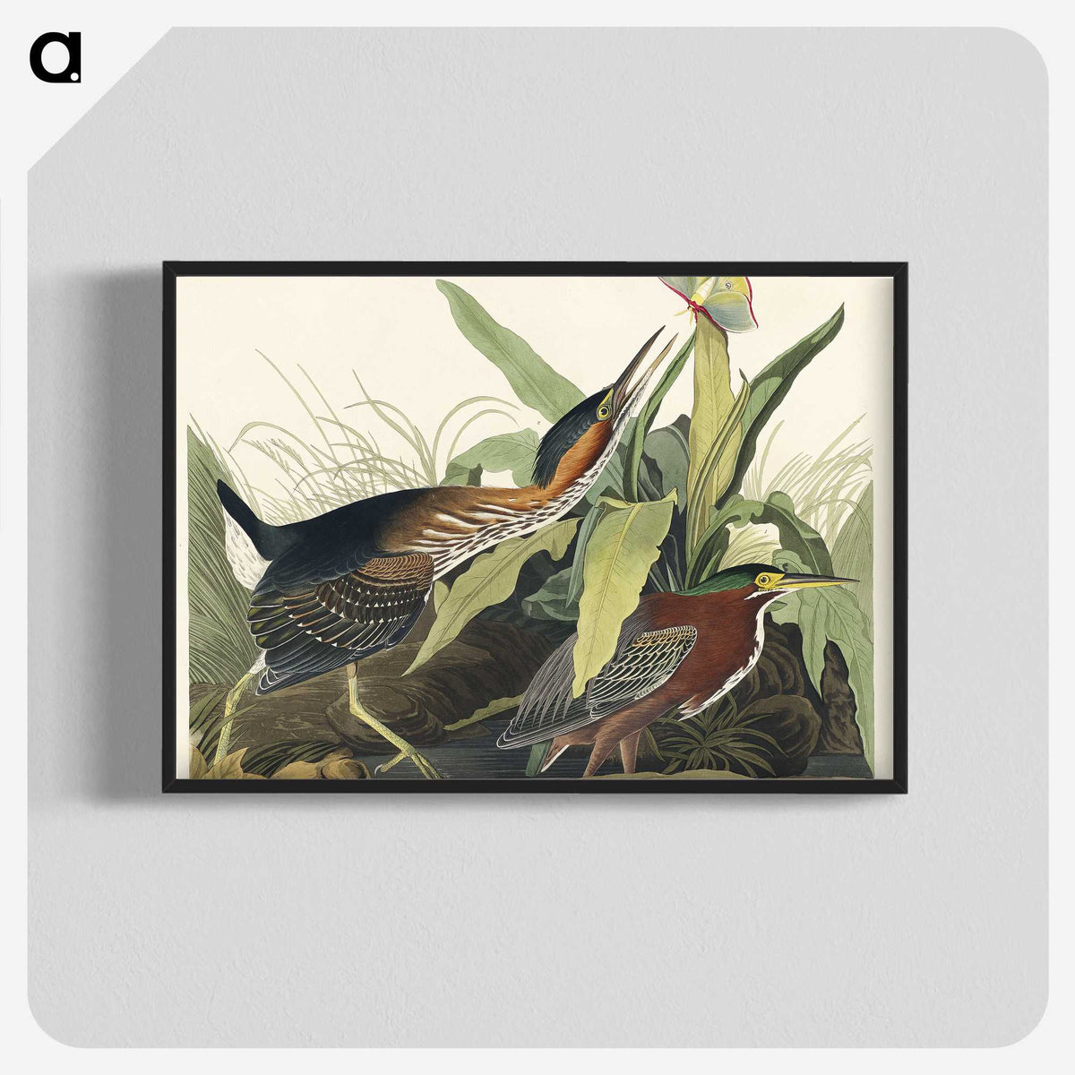 2-53_John-James-Audubon_blk-crop
