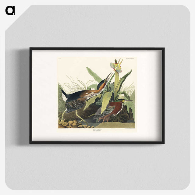 2-53_John-James-Audubon_blk