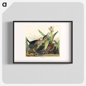アートポスター-Green Heron from Birds of America
 - ジョン ジェームス オーデュボン Poster.
