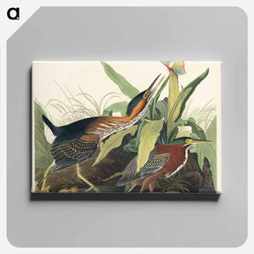 アートパネル-Green Heron from Birds of America
 - ジョン ジェームス オーデュボン Canvas.