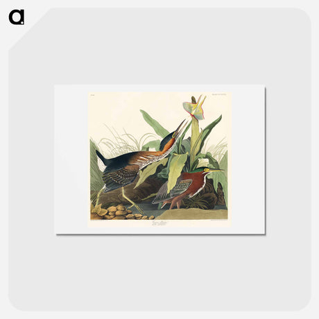 アートポストカード-Green Heron from Birds of America
 - ジョン ジェームス オーデュボン Postcard.