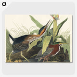 2-53_John-James-Audubon_picture-crop