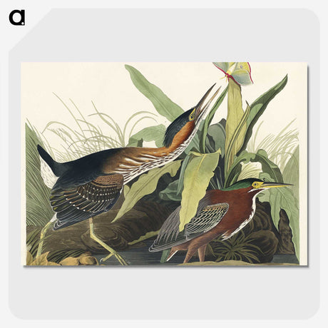 2-53_John-James-Audubon_picture-crop