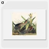 2-53_John-James-Audubon_picture