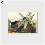 アートポストカード-Green Heron from Birds of America
 - ジョン ジェームス オーデュボン Postcard.