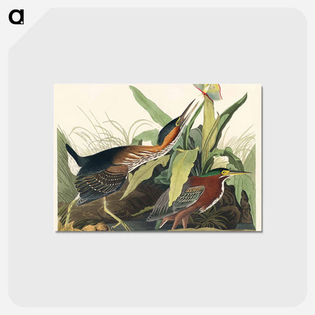 アートポストカード-Green Heron from Birds of America
 - ジョン ジェームス オーデュボン Postcard.