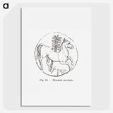 2-53_Les-Palmiers-Histoire-Iconographique_picture