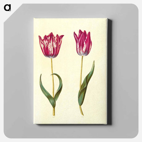 アートパネル-Tulipa gesneriana
 - マリア ジビーラ メーリアン Canvas.