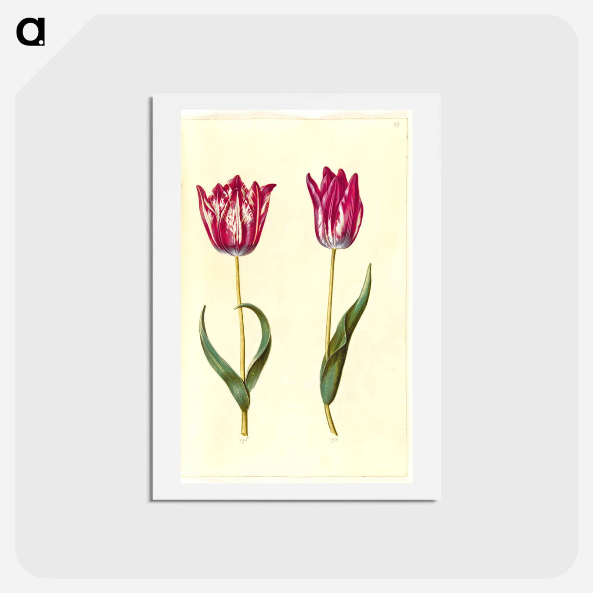 アートポストカード-Tulipa gesneriana
 - マリア ジビーラ メーリアン Postcard.