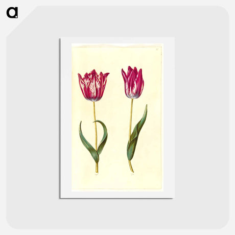 アートポストカード-Tulipa gesneriana
 - マリア ジビーラ メーリアン Postcard.