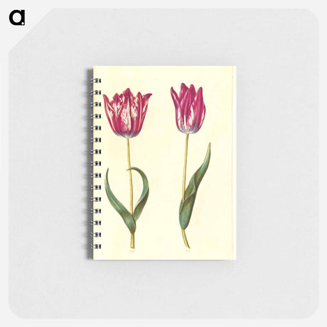 アートメモ帳-Tulipa gesneriana
 - マリア ジビーラ メーリアン Memo.