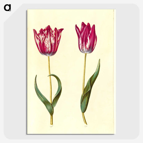 2-53_Maria-Sibylla-Merian_picture-crop