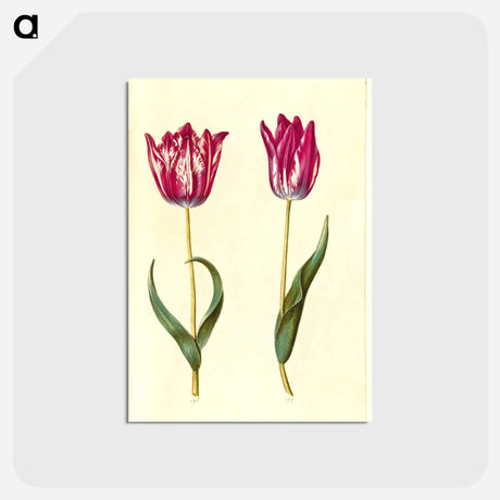 アートポストカード-Tulipa gesneriana
 - マリア ジビーラ メーリアン Postcard.