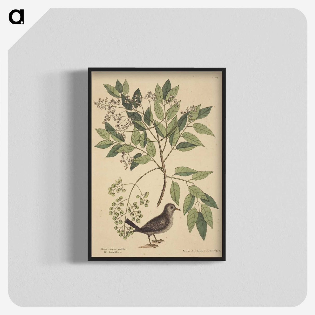 2-53_Mark-Catesby_blk-crop