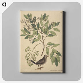 2-53_Mark-Catesby_canvas