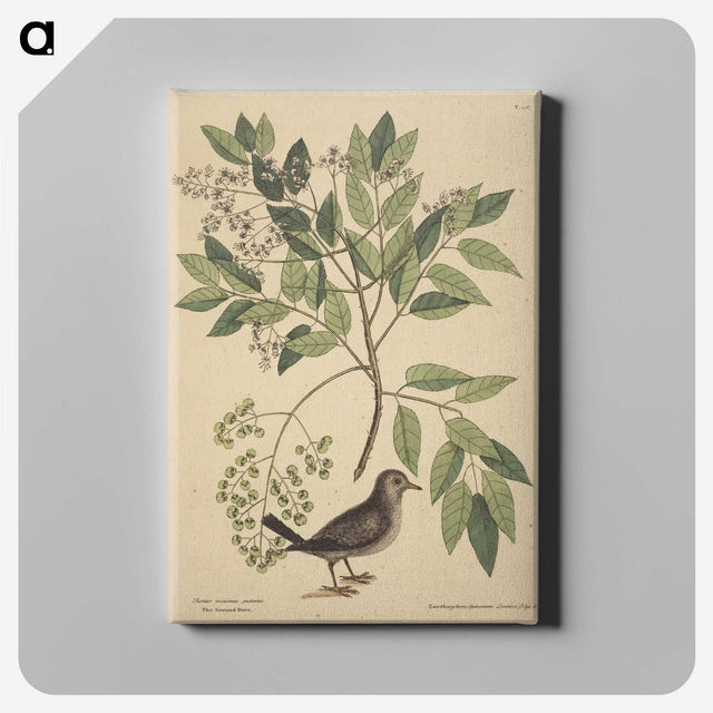 2-53_Mark-Catesby_canvas