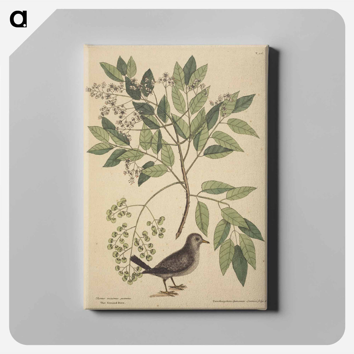 アートパネル-The Ground Dove
 - マーク ケイツビー Canvas.