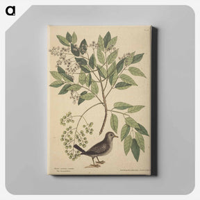 アートパネル-The Ground Dove
 - マーク ケイツビー Canvas.