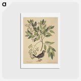 アートポストカード-The Ground Dove
 - マーク ケイツビー Postcard.