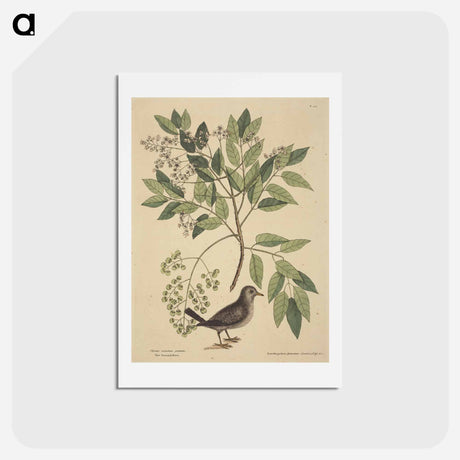 アートポストカード-The Ground Dove
 - マーク ケイツビー Postcard.