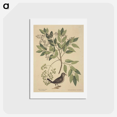 The Ground Dove
 - Mark Catesby Postcard.