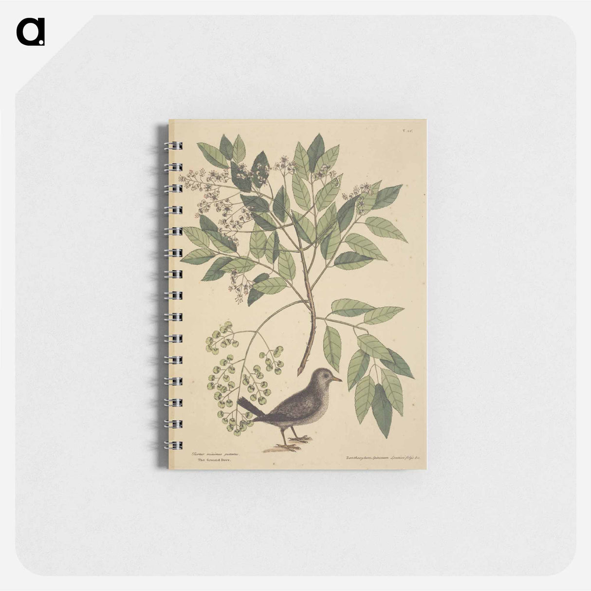 アートメモ帳-The Ground Dove
 - マーク ケイツビー Memo.