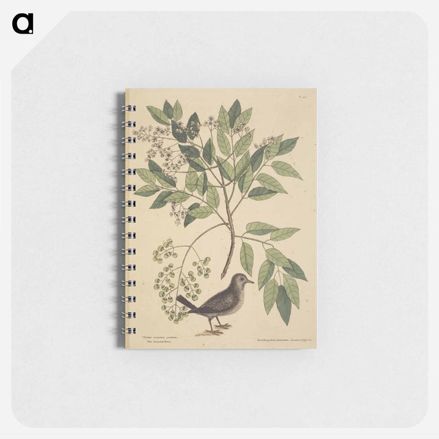 アートメモ帳-The Ground Dove
 - マーク ケイツビー Memo.
