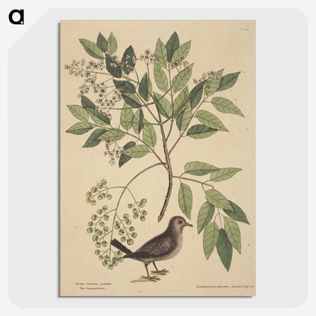 2-53_Mark-Catesby_picture-crop