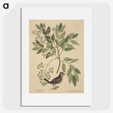 2-53_Mark-Catesby_picture