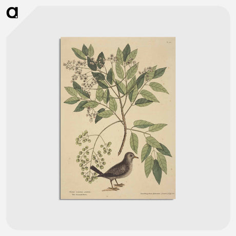 アートポストカード-The Ground Dove
 - マーク ケイツビー Postcard.