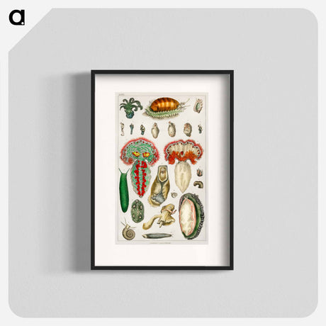 アートポスター-True Cinnamon Tree Illustration
 - 薬用植物学 Poster.
