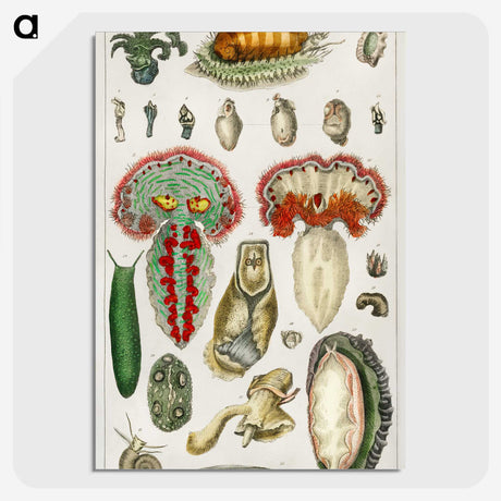 2-53_Medical-Botany_picture-crop