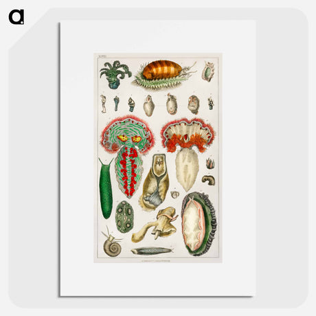 アートポスター-True Cinnamon Tree Illustration
 - 薬用植物学 Poster.