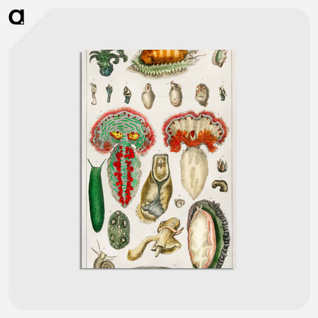 アートポストカード-True Cinnamon Tree Illustration
 - 薬用植物学 Postcard.