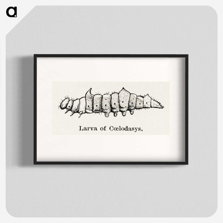 2-53_Moths-and-Butterflies-of-the-United-States_blk