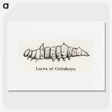 2-53_Moths-and-Butterflies-of-the-United-States_picture