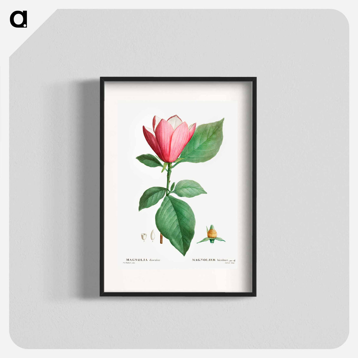 Lily magnolia - Pierre Joseph Redouté Poster.