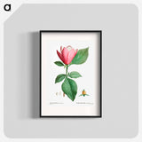 Lily magnolia - Pierre Joseph Redouté Poster.