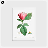 アートポストカード-Lily magnolia - ピエール ジョゼフ ルドゥーテ Postcard.