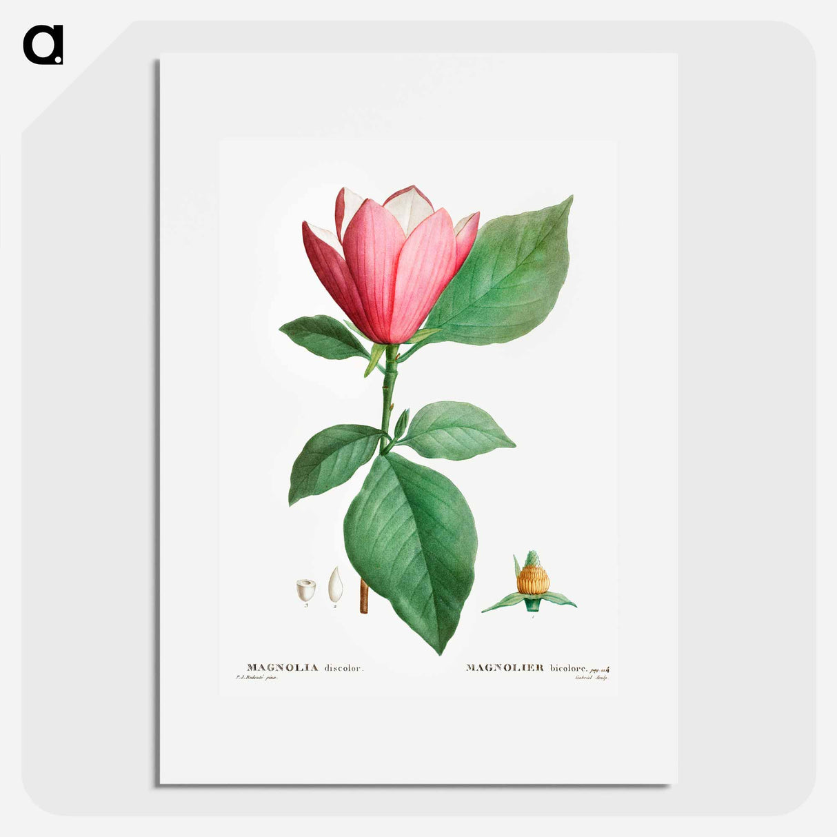 Lily magnolia - Pierre Joseph Redouté Poster.