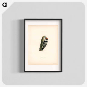 アートポスター-Lesser Spotted Woodpecker
 - スヴェンスカ フォグラル Poster.