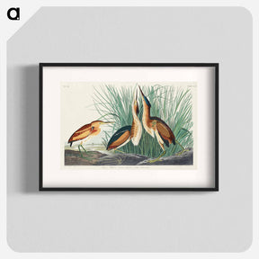 アートポスター-Least Bittern from Birds of America
 - アメリカの鳥たち Poster.