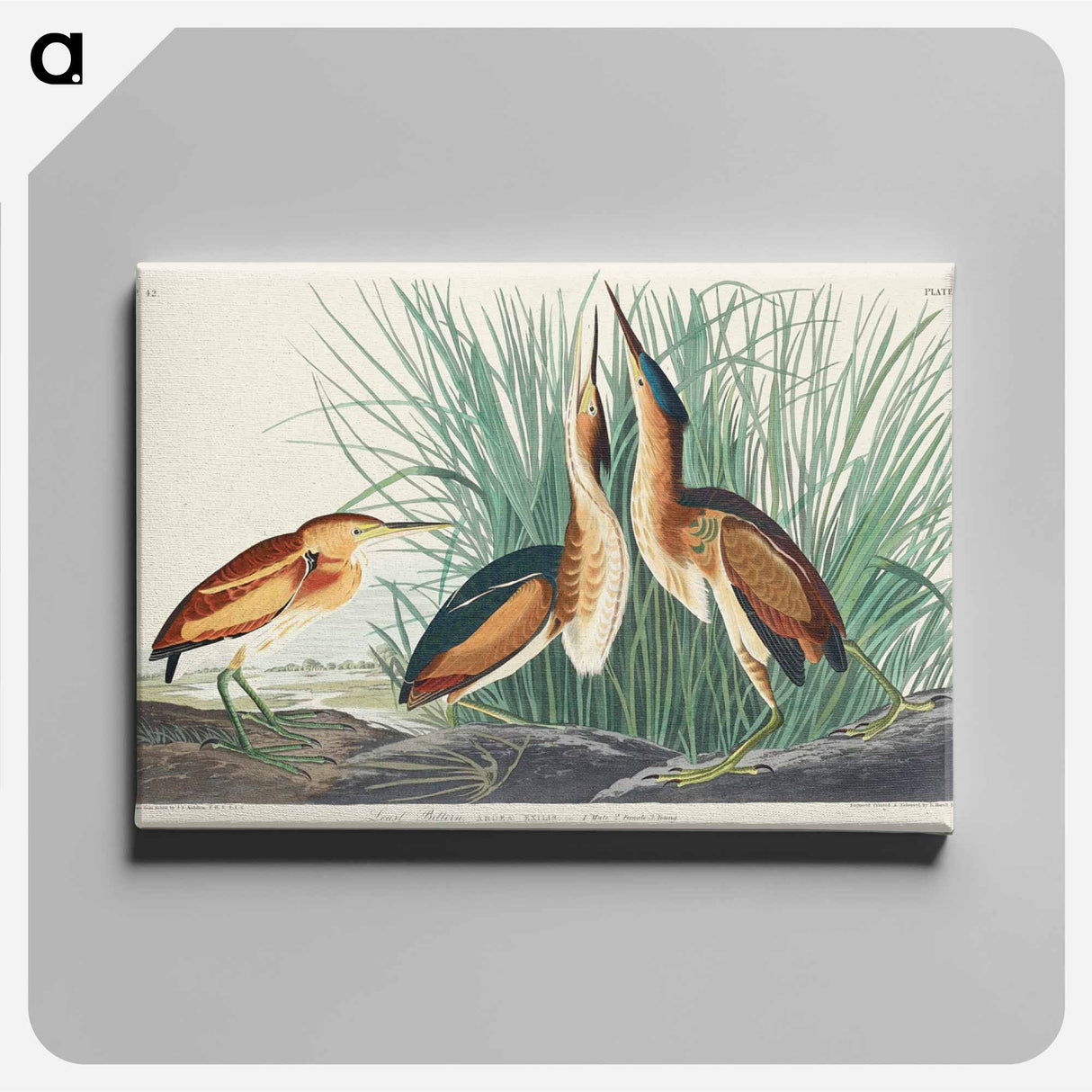 アートパネル-Least Bittern from Birds of America
 - アメリカの鳥たち Canvas.