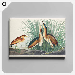アートパネル-Least Bittern from Birds of America
 - アメリカの鳥たち Canvas.