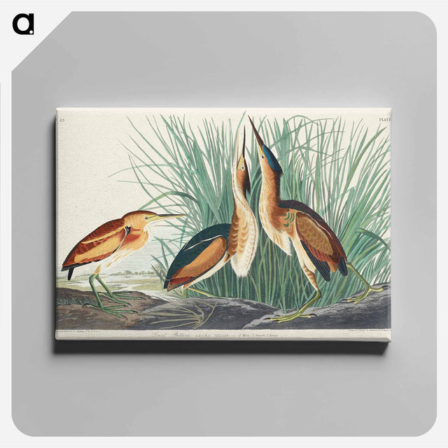 アートパネル-Least Bittern from Birds of America
 - アメリカの鳥たち Canvas.