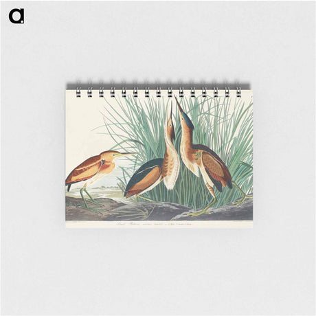 アートメモ帳-Least Bittern from Birds of America
 - アメリカの鳥たち Memo.